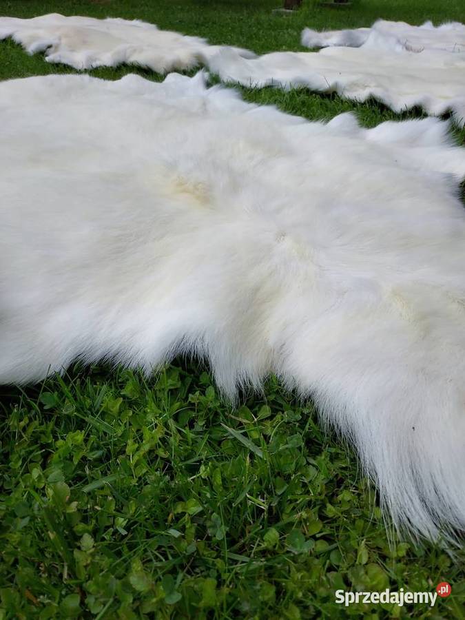 Skóra z Białego Renifera ALBINOSA UNIKAT Szaflary