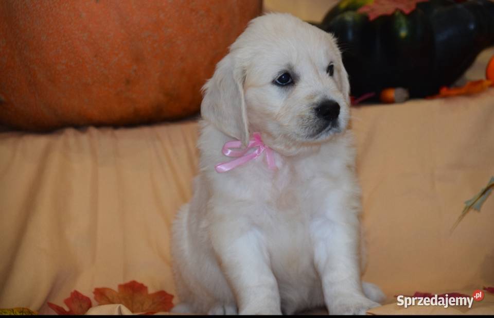 Szczenięta Golden retriever zkwp FCi Łochów