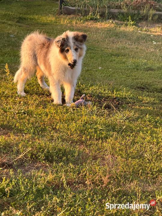Owczarek szkocki długowłosy FCI Szczerców