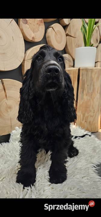 Cocker spaniel Jasienie