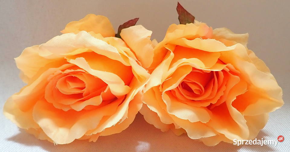 Róża rozwinięta brzoskwiniowa 1 śr 9 P1414 Siewierz