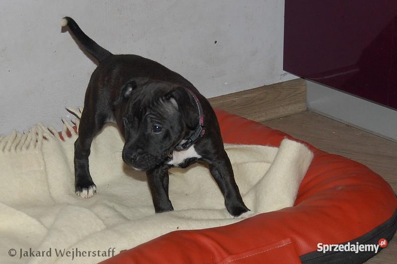 Staffiki szczenięta staffordshire bull terrier Zwierzęta Wejherowo