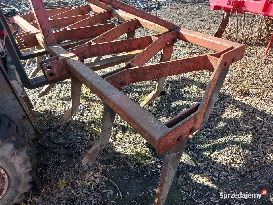 Bezorkowiec głębosz Lisewo Kościelne