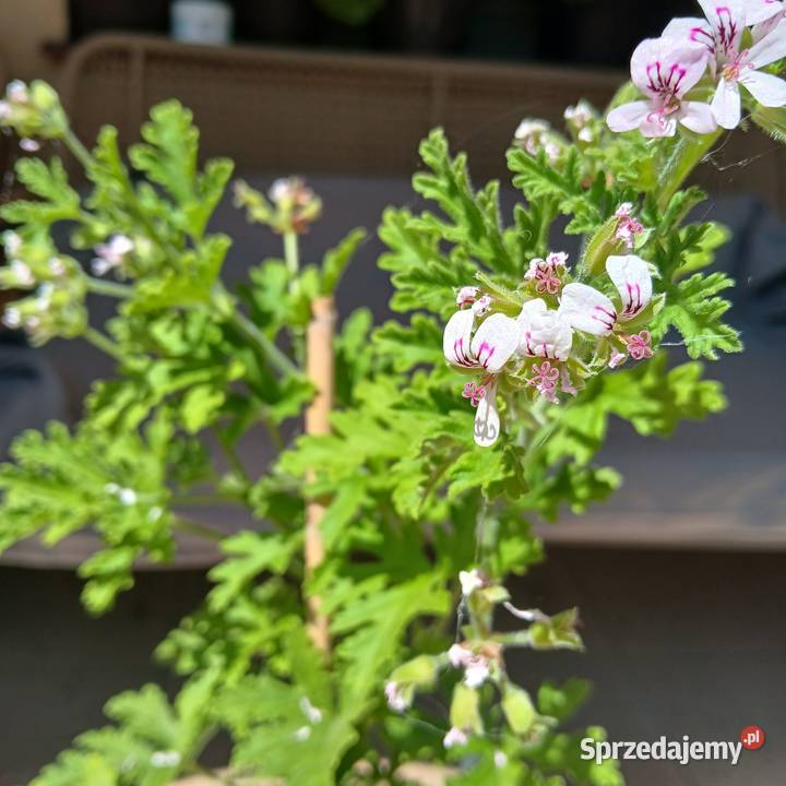 Anginka Geranium Roślina domowa kwitnie zielony sprzedam