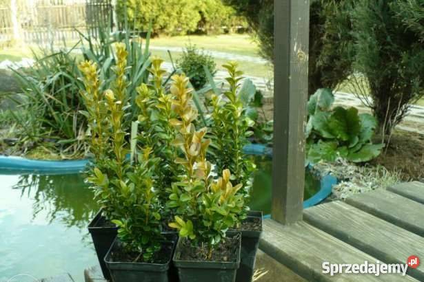 Bukszpan sadzonki 10 15 w paletach i większe do