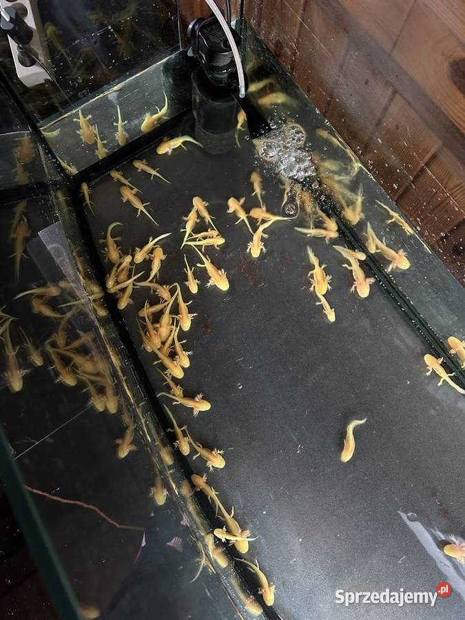 Aksolotl Salamandra Meksykańska Kępno