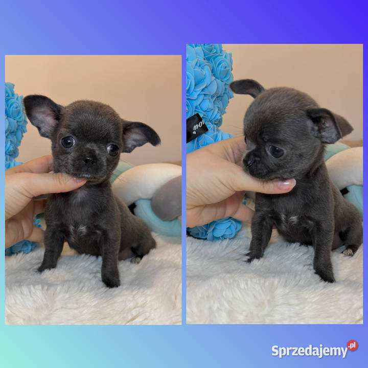 Chihuahua mini piesek krótkowłosy niebieski Blue Chihuahua Bełchatów