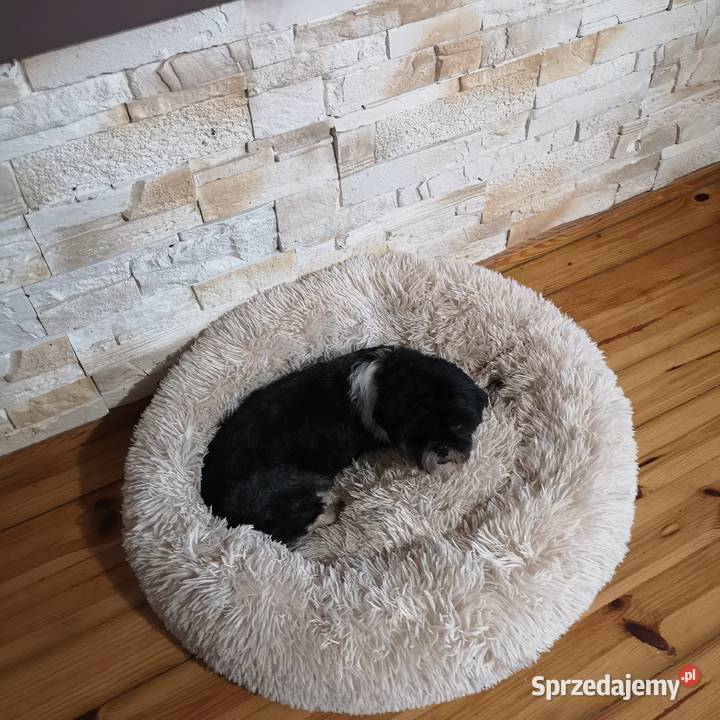 Dorosła Suczka Shih tzu zachodniopomorskie Szczecinek