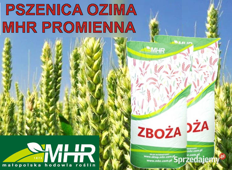 MHR PROMIENNA materiał siewny pszenicy ozimej C1 Łabiszyn