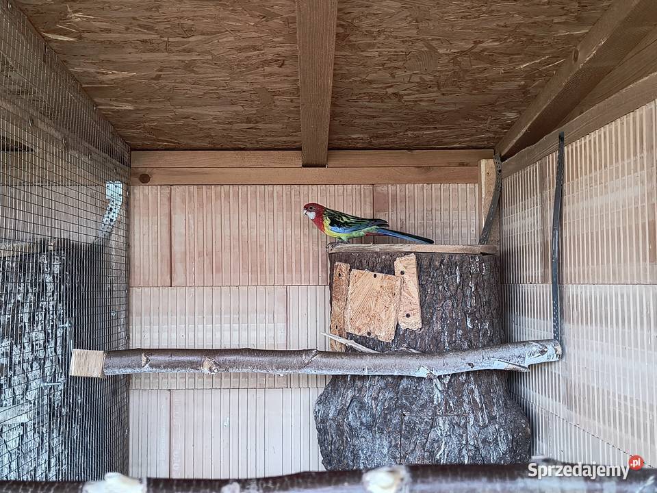 Rozella białolica Ptaki śląskie Racibórz sprzedam