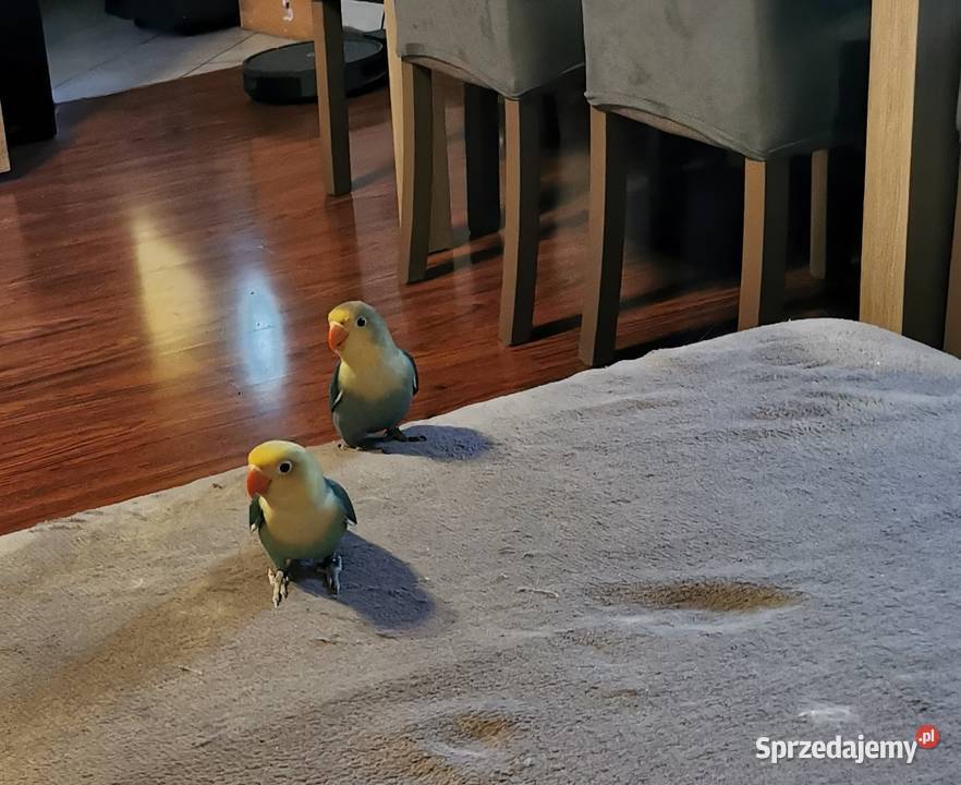 Papużki nierozłączki Fischer Ptaki zachodniopomorskie