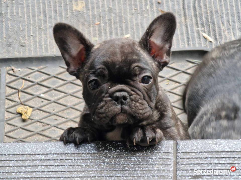 Buldogi francuskie łódzkie Kamieńsk sprzedam