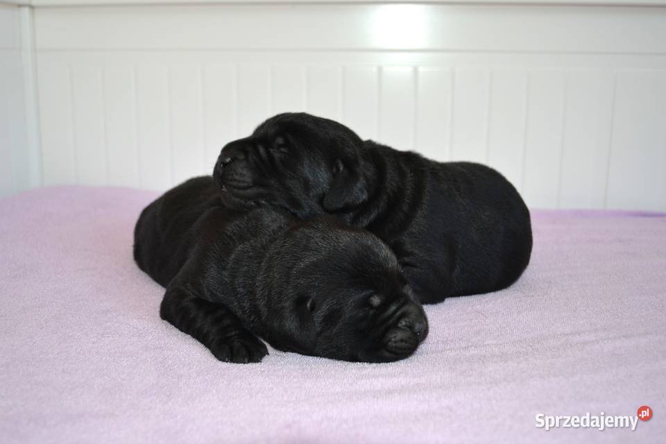 Szczeniaki Labrador Retriever czarne i Żelechlinek
