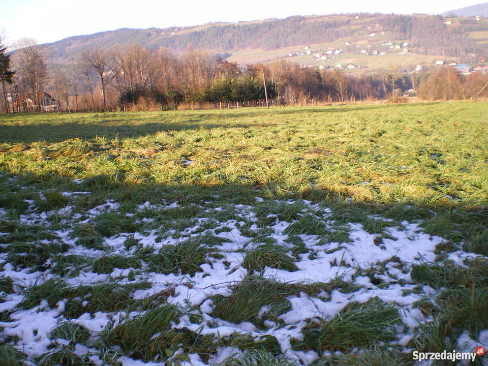 DZIAŁKA 16ar LipoweLIMANOWA Grunty i działki małopolskie Limanowa