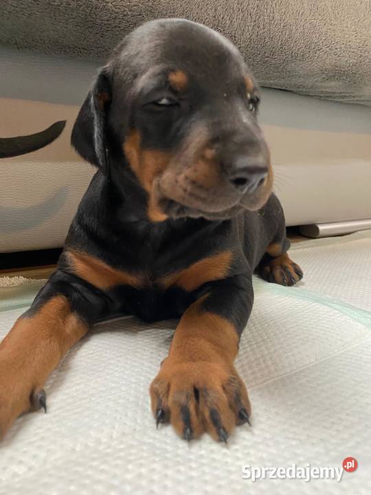 Doberman sprzedam