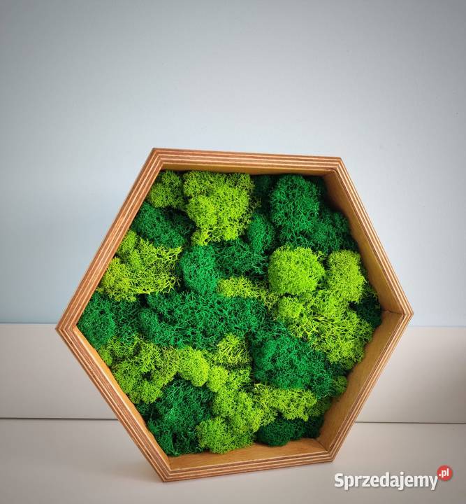 Żywy obraz mech chrobotek tryptyk heksagon Ruda Śląska sprzedam