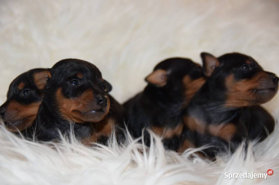 Pinczer Miniaturowy ZKWP fci Łochów sprzedam