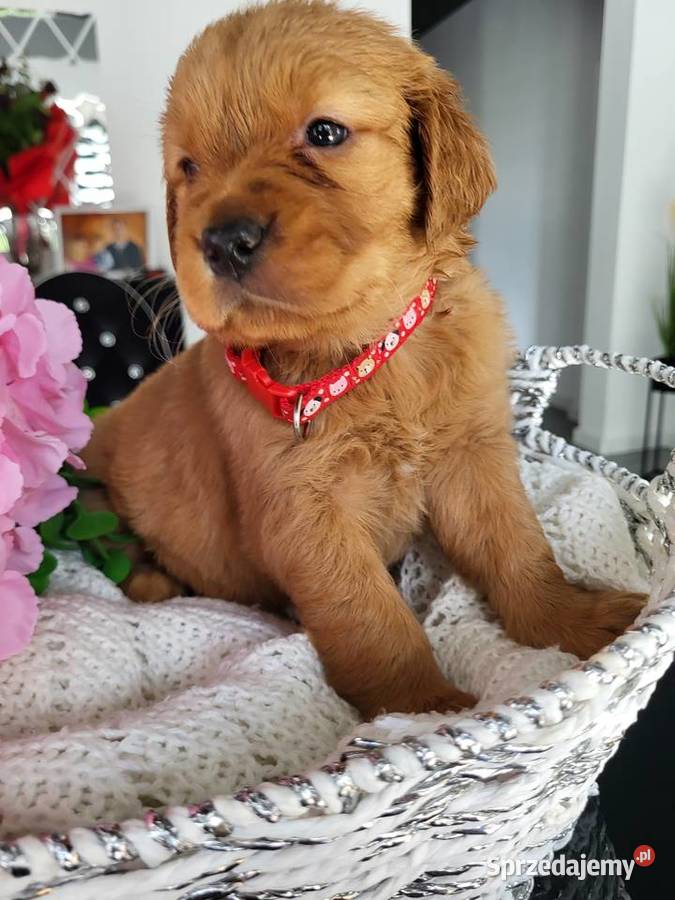 Golden retriever gotowe na nowy domek Poręba