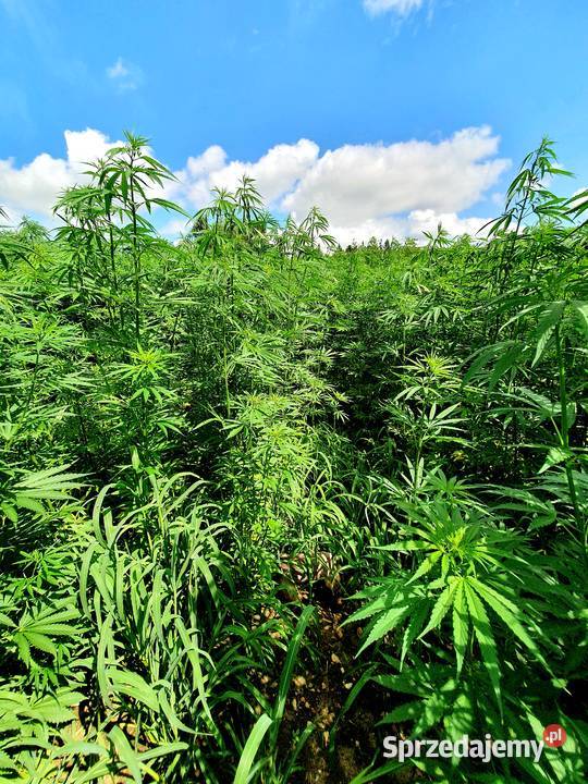 Korzeń konopi 100g Cholina terpeny kannabinoidy świętokrzyskie Ostrowiec Świętokrzyski