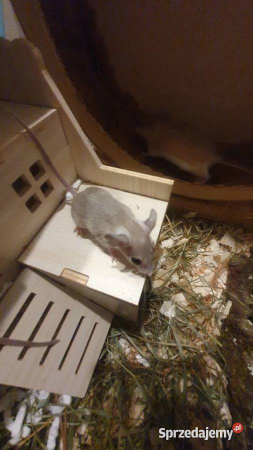 Kolcomyszy skalne Acomys cahirinus Wrocław