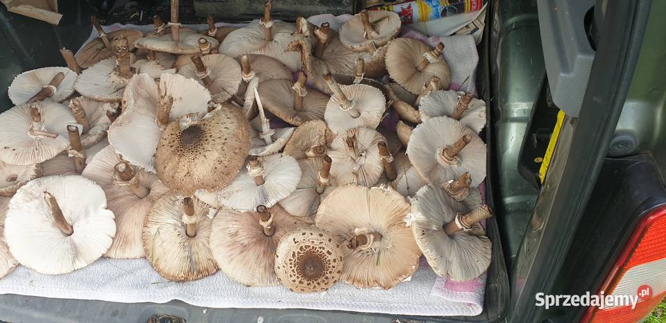Grzyby Kanie świeże 210 Kraków