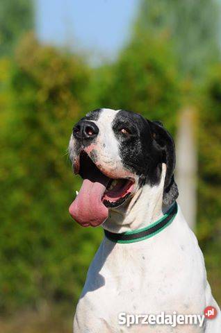 Lena Dog Niemiecki do adopcji Warszawa