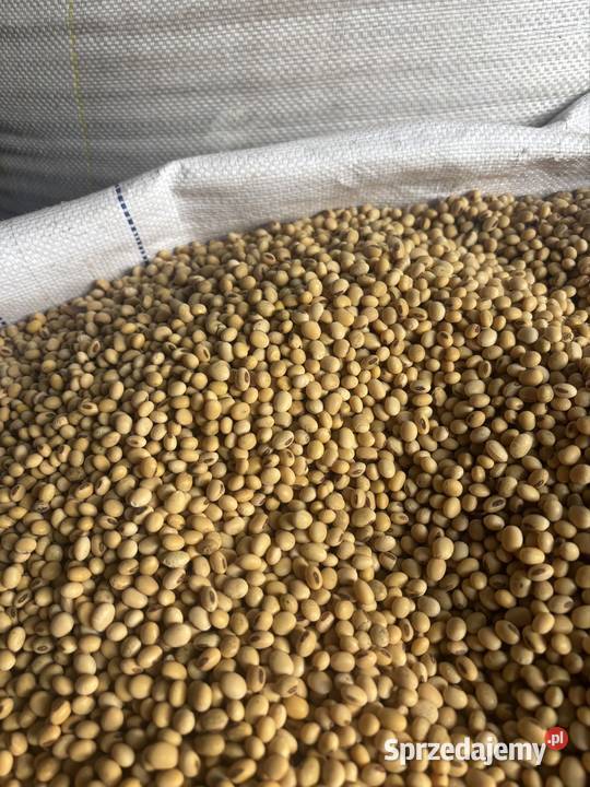 Soja Przebendów sprzedam