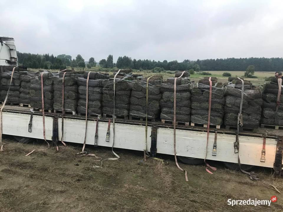 40m trawa w rolce Plantacja Kobylnica