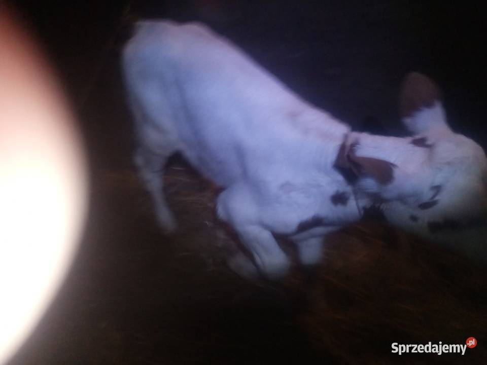 Cielaki z likwidacji gospodarstwa Słotwiny