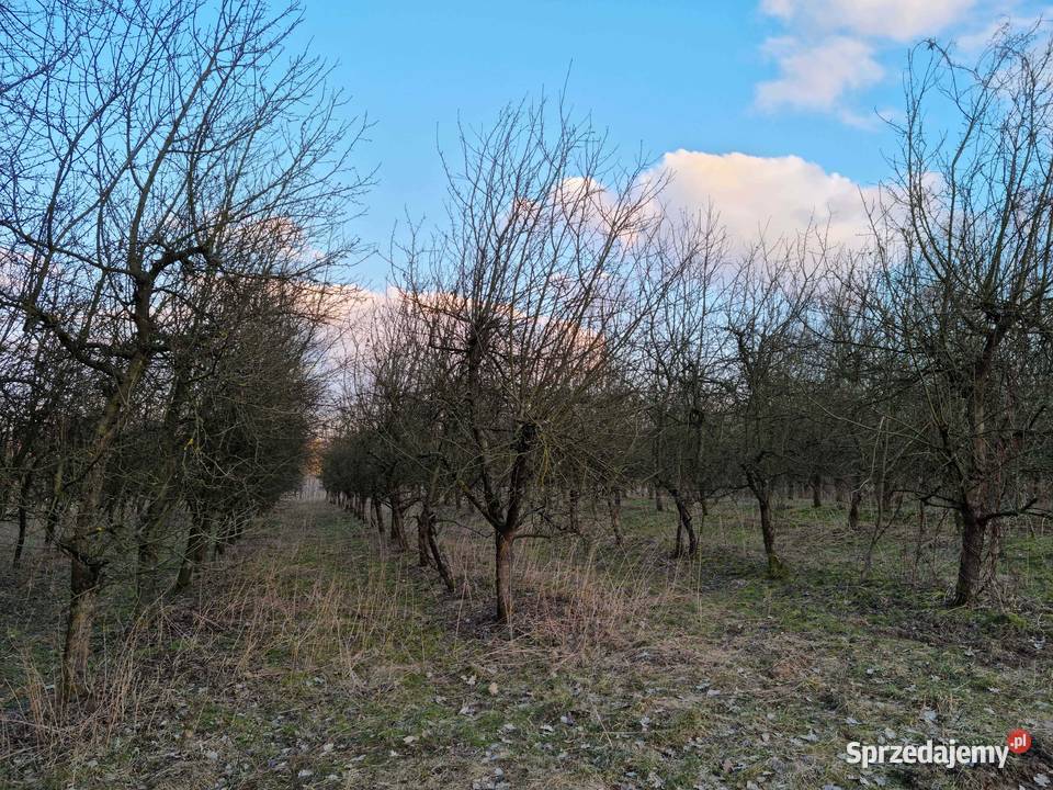 Sprzedam działkę rolną 43 ar gmina Wilków Grunty i działki