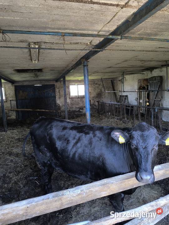 Jałówka wysokocielna HF ANGUS mazowieckie Unieck
