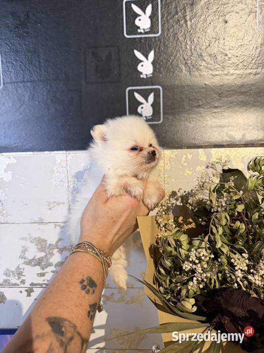 Szpic miniaturowy pomeranian dziewczynka śląskie Poniszowice sprzedam
