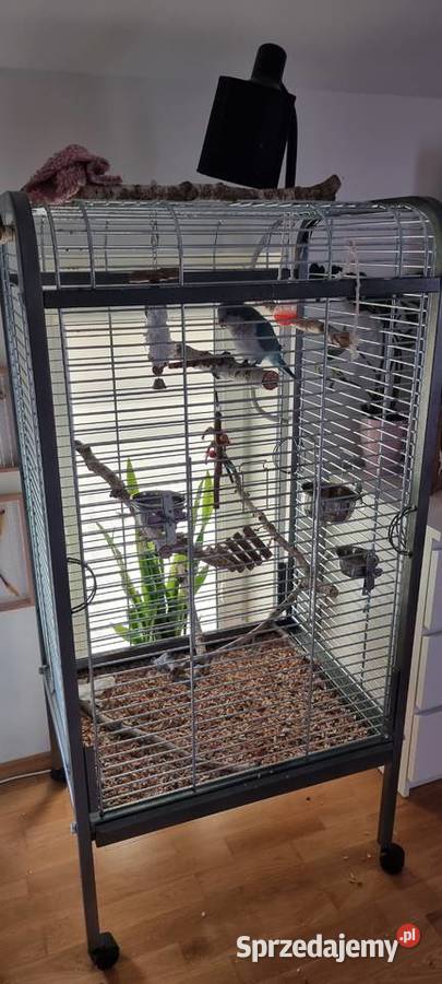 Papuga ręcznie karmiona mnicha nizinna Warszawa sprzedam