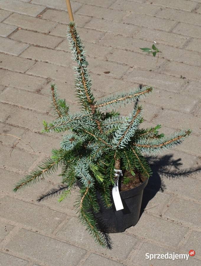 Świerk serbski Pendula Bruns dziwoląg do ogrodu Dom i Ogród Kępno
