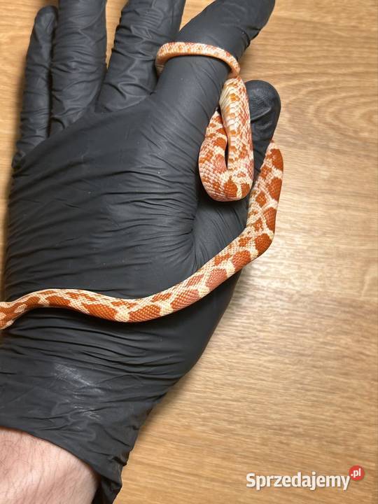 Wąż zbożowy Masque Amel Jaworzno