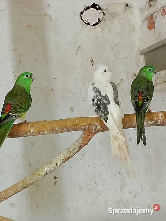 Świergotki rozelle białolice Strzeleczki