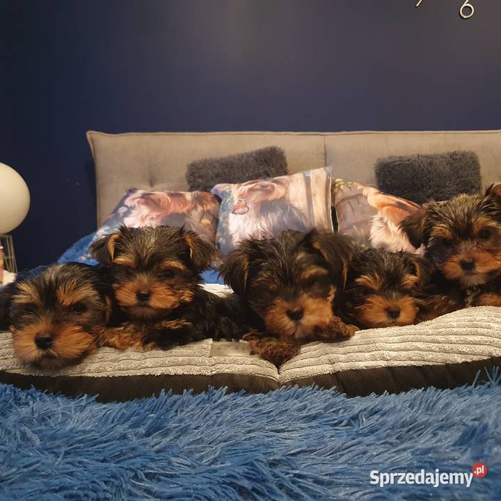 Sprzedam Pieski York Gliwice