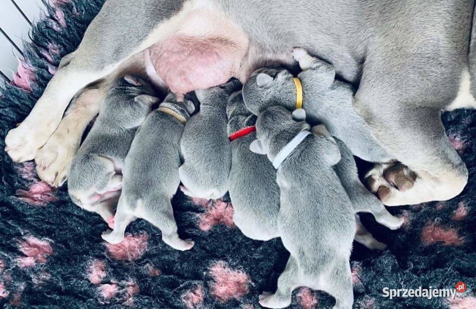 Buldog francuski małopolskie Nowy Sącz