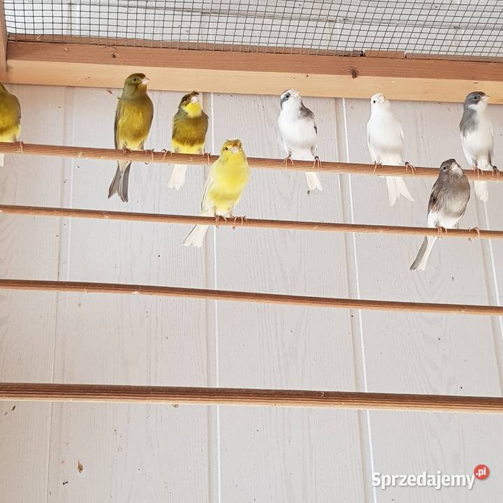 Kanarki śpiewajace slavujary mazowieckie Ciechanów