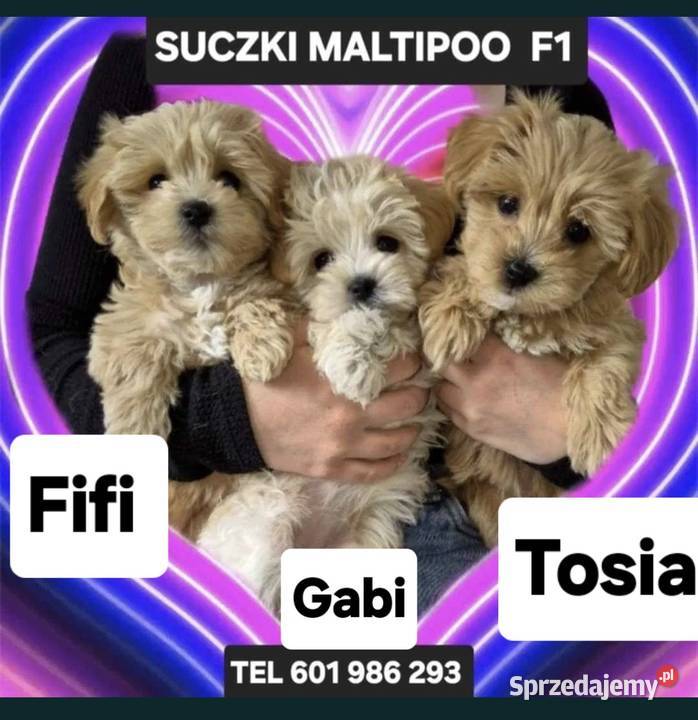 Maltipoo suczki Inowrocław