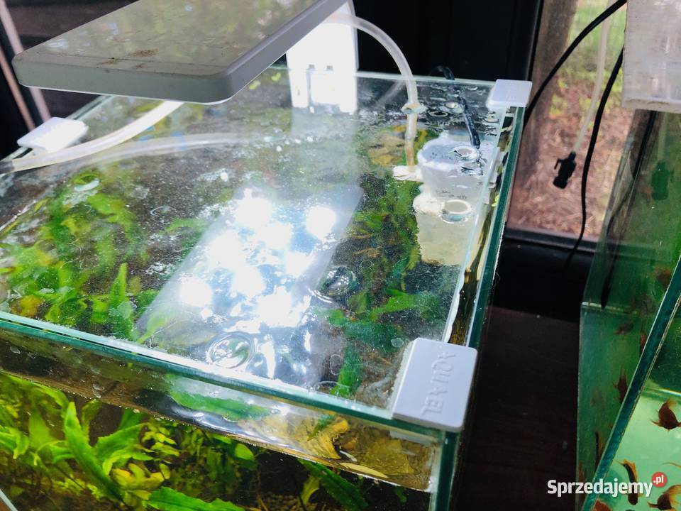 Akwarium Aquael krewetkarium kostka Justynów