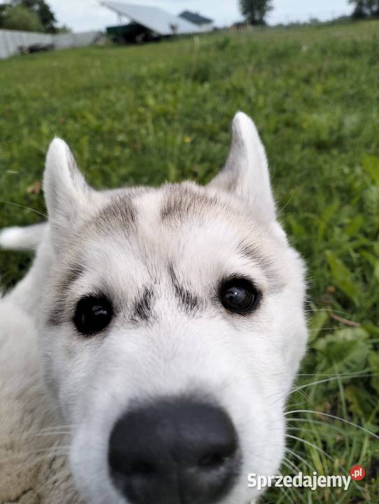 Suczka Siberian Husky ZKwP FCI GOTOWA DO ODBIORU Mielec sprzedam