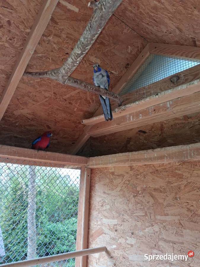 Rozelle królewskie Makowiec