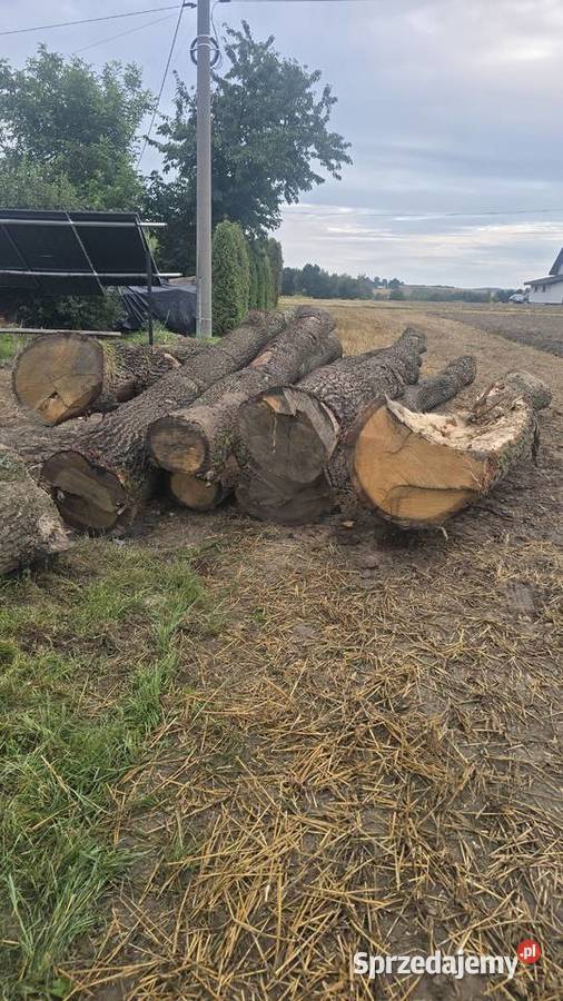 Dąb leśny tartaczny Iwaniska