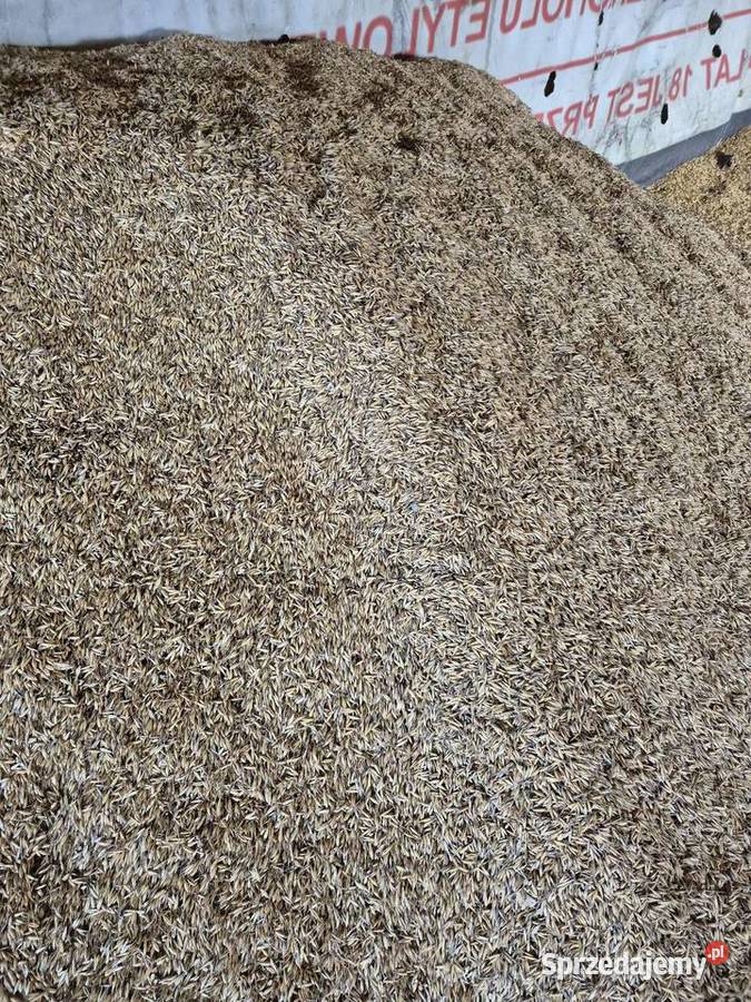 Sprzedam zboże Mściszewice