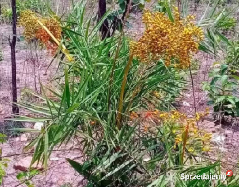 PALMA DAKTYLOWA  Phoenix acaulis NASIONA 100g Lubanie sprzedam