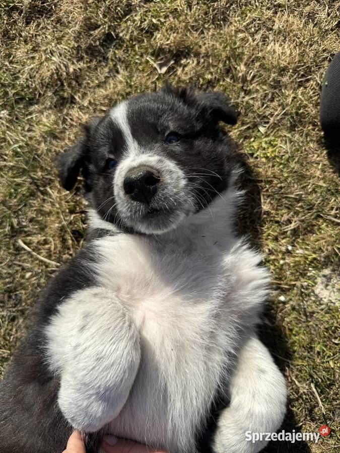 Szczeniaki Border Collie z rodowodem gotowe do