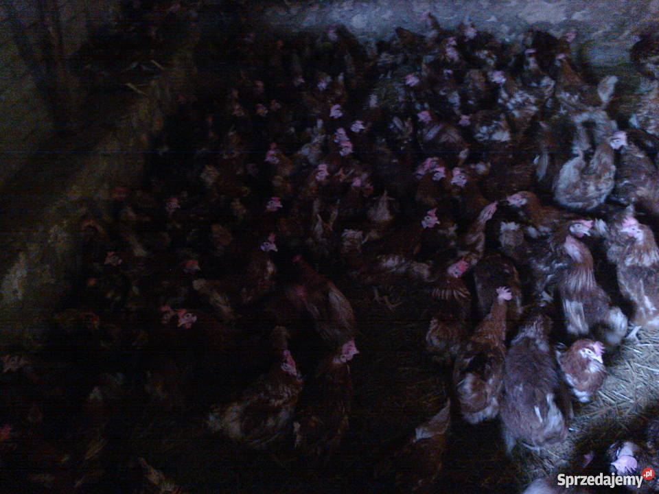 kury nioski 8miesięcy dorosłe noszą jajka detal Sobiesęki