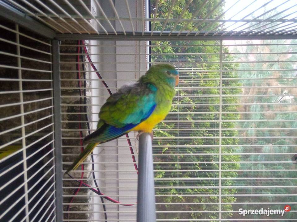 Łąkówki turkusowe młode Łódź