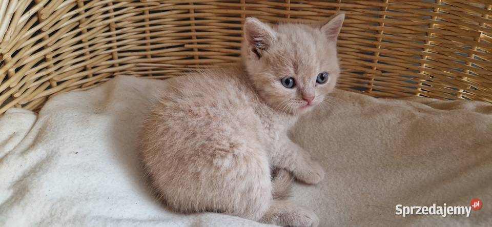 Kocurek Brytyjski kremowy Katowice